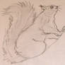 squirrel practice 2