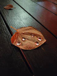 Small worlds - Raindrops on a leaf