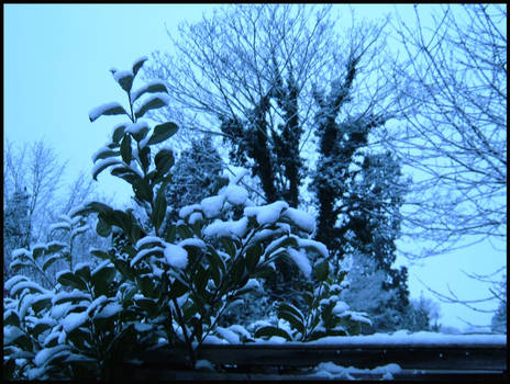 Garden Welcomes Snow