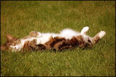 Warm Grass Makes a Happy Cat