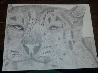 Snow Leopard Drawing