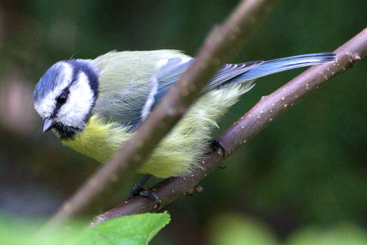 Blue tit