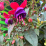 Fuschia 