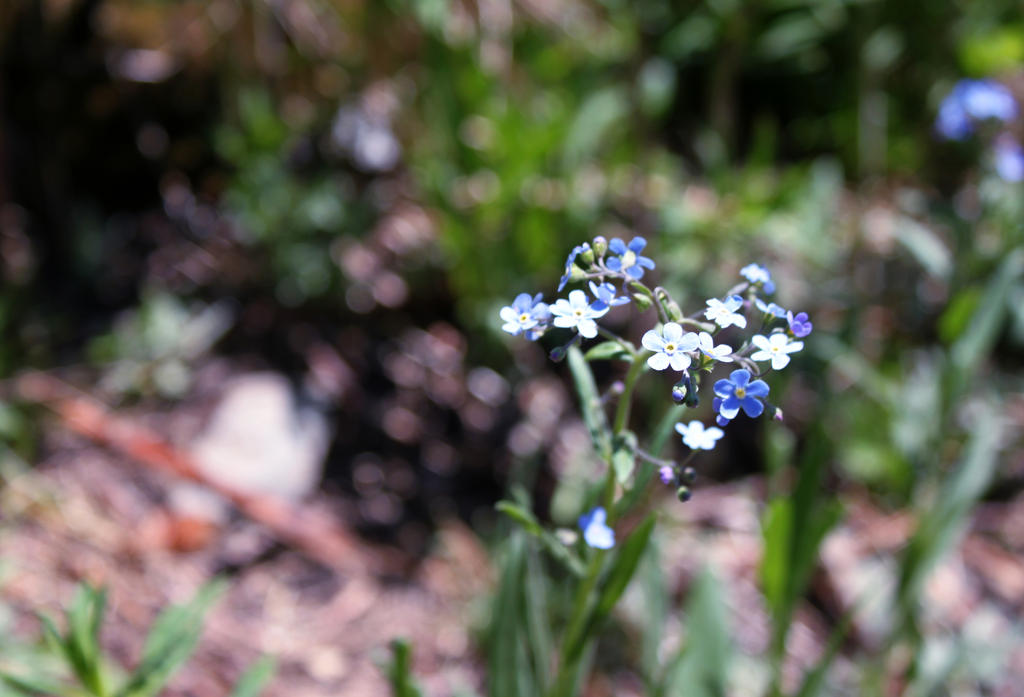 Tiny flower