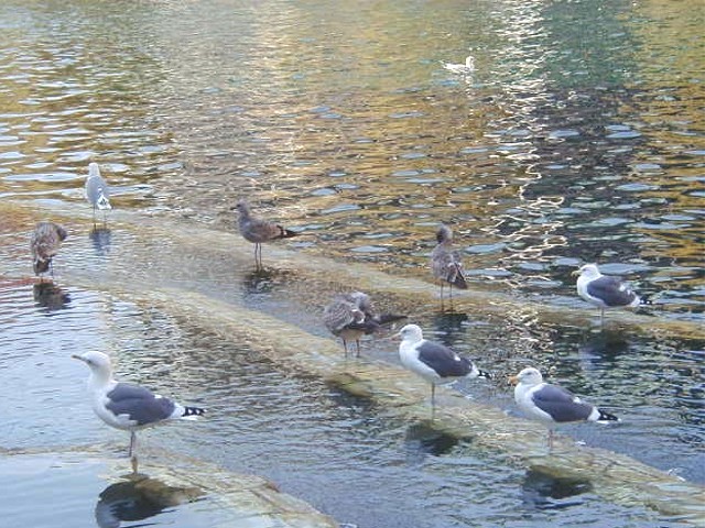 Gulls