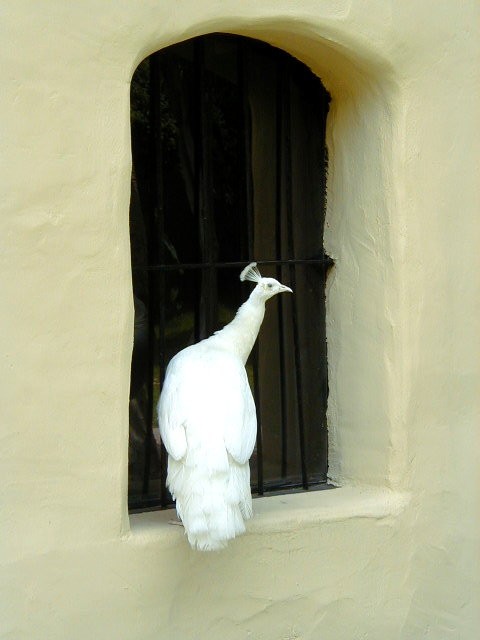 white peacock