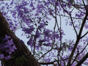 The jacaranda tree