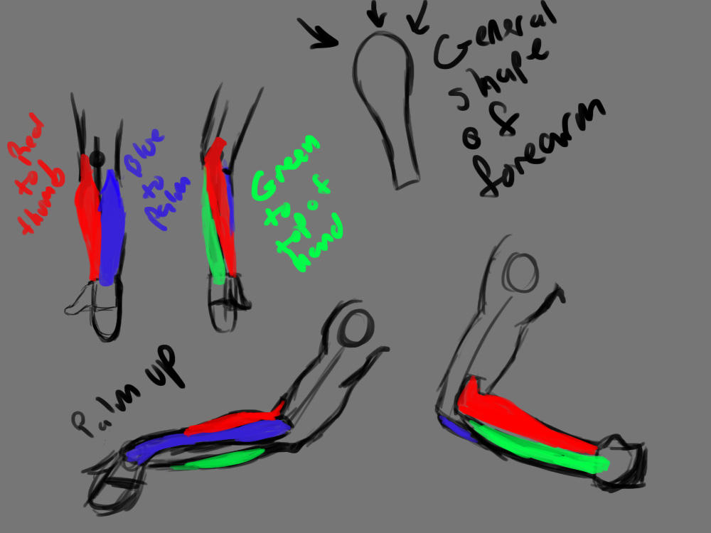 Forearm Study by MagicFanny on DeviantArt