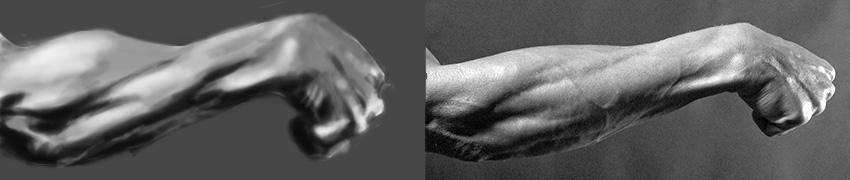 Forearm Study 2 by MagicFanny on DeviantArt