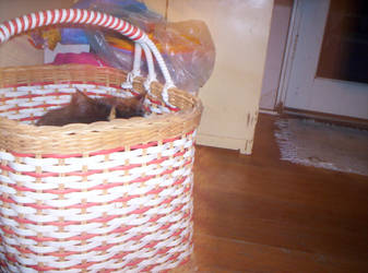 Cat-in-the-basket 1