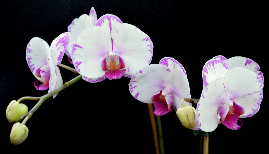 A Band Of Pink And White Orchids By Tchalla811