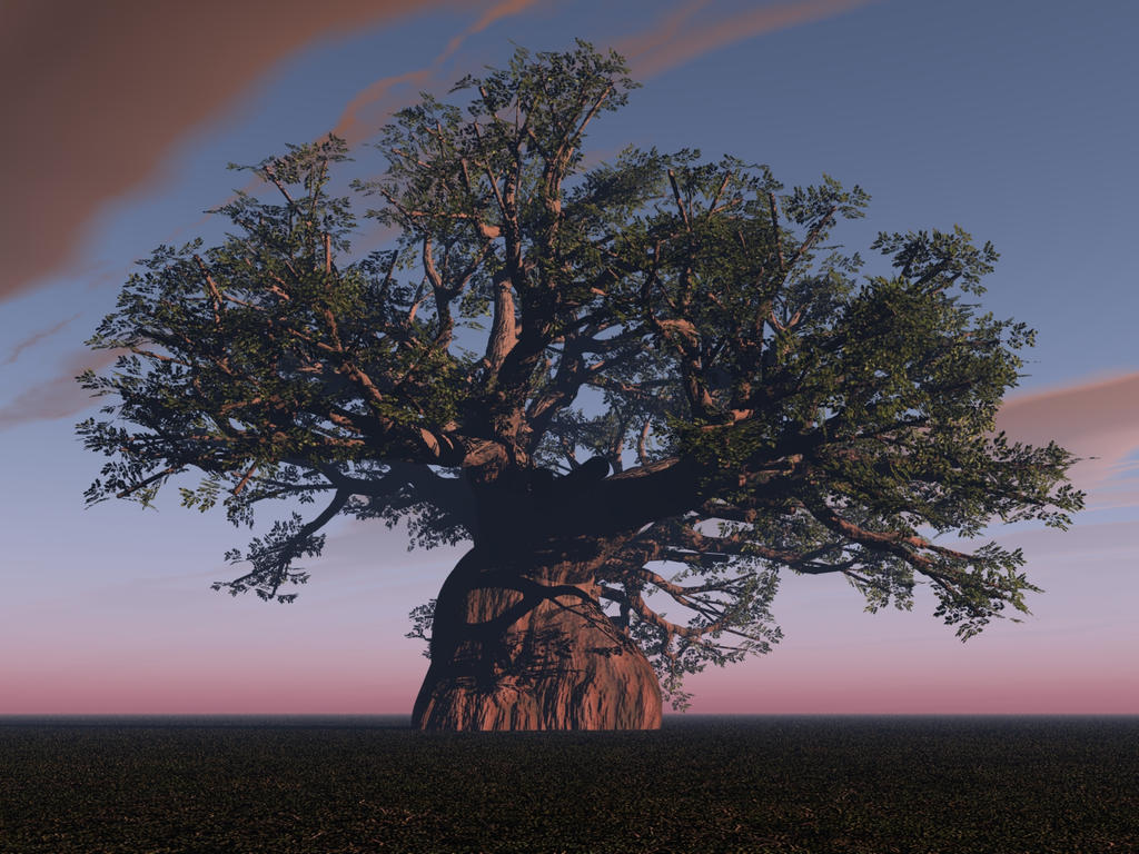Baoba Tree9