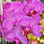 The Purple