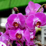 Dsc 0126-003