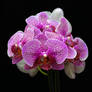 Bountiful Orchids