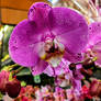 New Orchids