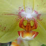 Dsc 8794-002 Macro-Sharp and Close