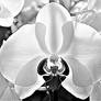 Monochrome Orchid DSC5874-003b
