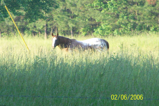 In the Fields