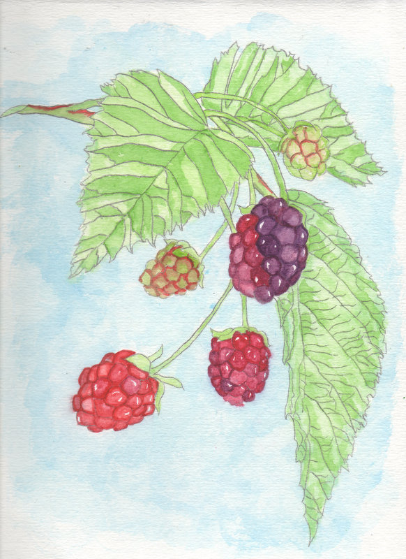 Bundle of Berries