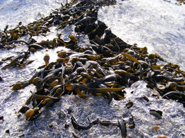 Frozen Kelp