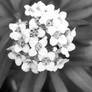 Flowers black and white no4 30/6/2018