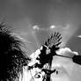 Windmill beyond the clouds black and white 