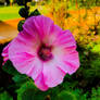 Pink hibiscus flower 2/08/2019