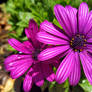 Purple Daisy's 1/2/2020