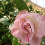 Pink Rose no3 7/5/2020