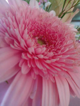 Pink flower 11/5/2020