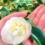 Camellia flower 10/6/2020