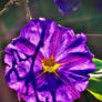 Purple flower 11/7/2020