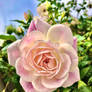 Pink rose no3 16/7/2020