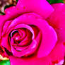 Pink rose 15/8/2020