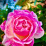 Pink rose no5 17/8/2020