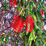 Bottlebrush 1/9/2020