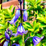 Blue bells 6/9/2020