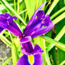 Purple iris 24/9/2020