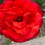 Red rose no3 14/10/2020