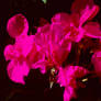 Pink flowers 26/10/2020