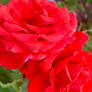Red roses 28/10/2020