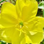 Yellow flower 21/11/2020