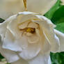 Gardenia flower 10/12/2020