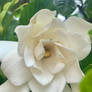 Gardenia flower no2 10/12/2020