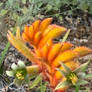 Yellow kangaroo paw 14/12/2020