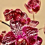 Orchids 7/1/2021