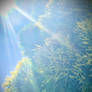 Sunlight above the pine tree 16/1/2021