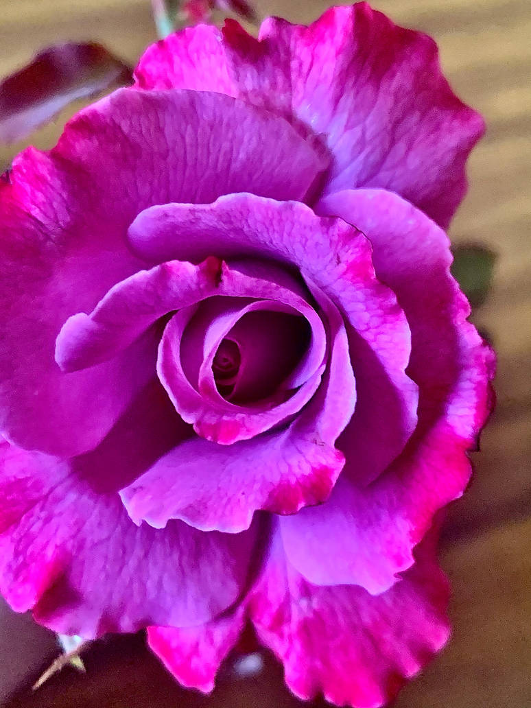 Pink Angle Roses Pink angel rose no2 23/1/2021 by Saraeustace91 on DeviantArt