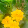 Yellow flowers no2 30/1/2021